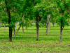 EoDB For Agroforestry