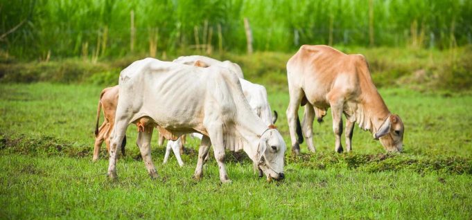 ଚାରଣ ଭୂମିରେ ଜବରଦଖଲ ବଢୁଛି