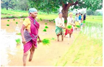 ବେଦାନ୍ତର ପ୍ରକଳ୍ପ ସଙ୍ଗମ ବଢାଇଛି ଧାନ ଉତ୍ପାଦନ