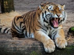 India On Big Cat Care
