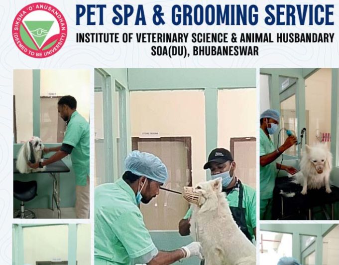 ଆଇଭିଏସ୍ଏଏଚ୍ ରେ ପୋଷା ପ୍ରାଣୀଙ୍କ ପାଇଁ ସ୍ପା