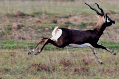 Blackbuck Census Begins