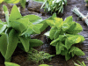 Medicinal Roots Get Digital Routes