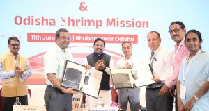 ଚିଙ୍ଗୁଡି ରପ୍ତାନିର ହବ୍ ହେବ ଓଡ଼ିଶା