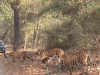 Similipal Cubs Rewrite Tiger Destiny