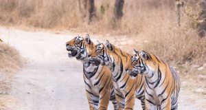 Tiger Day: Similipal Population Soars