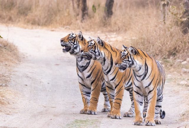 Tiger Day: Similipal Population Soars
