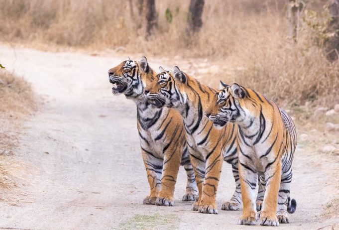 Tiger Day: Similipal Population Soars