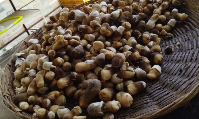 ଛତୁ, ପନିପରିବାର ଯାଞ୍ଚ କେବେ ?