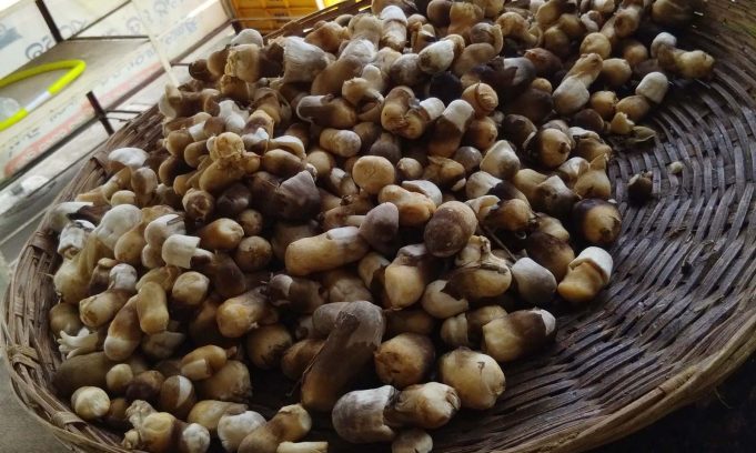 ଛତୁ, ପନିପରିବାର ଯାଞ୍ଚ କେବେ ?
