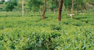 Kendujhar Tea Tourism Push
